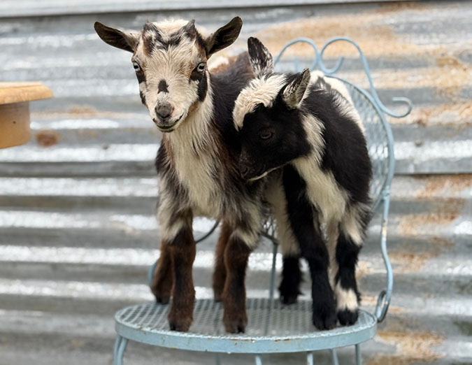 Two kids on a blue chair