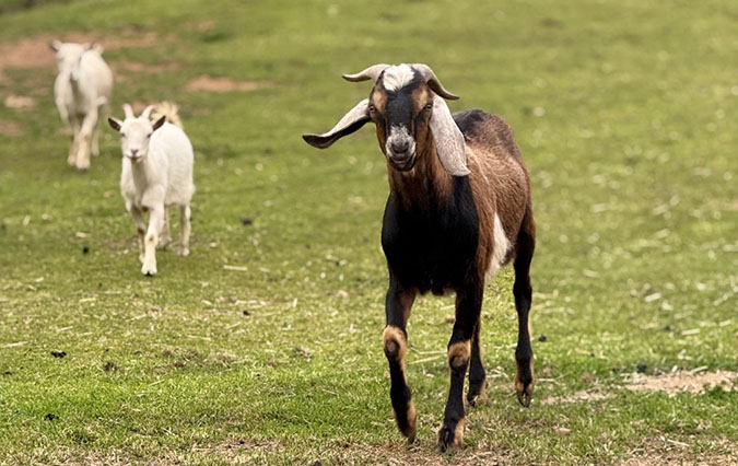 Two kids and a goat