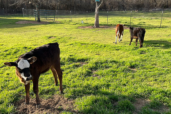 Three baby cows roaming around 3Hearts Rescue Farm in Springtown, Texas