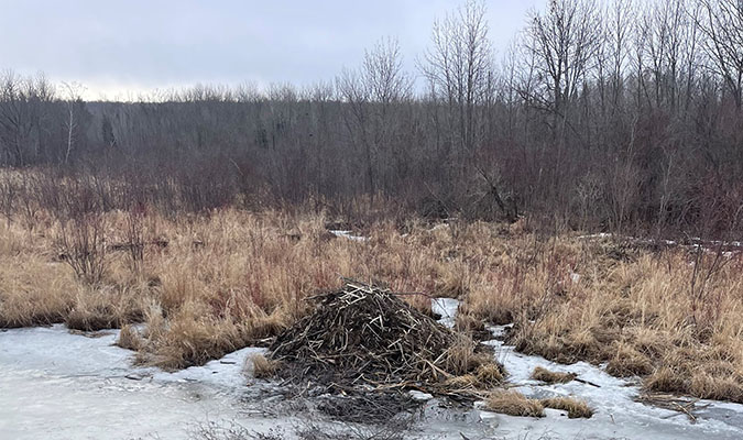 A beaver lodge near the BNSF right-of-way 